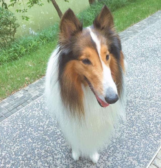 猫咪火腿肠吃多了：当宠物的美食诱惑成为问题