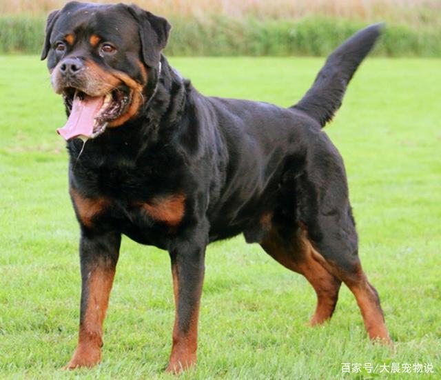 猫咪把耳朵搞大了？得了猫藓的温馨治疗记